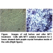 MTT Cell Proliferation, Viability and Toxicity Assay Kit (Cyto-M;  Part No. MTT-1200)